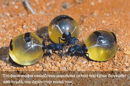 Ανακαλύφθηκαν μυρμήγκια που παράγουν μέλι με αντιμικροβιακές ιδιότητες