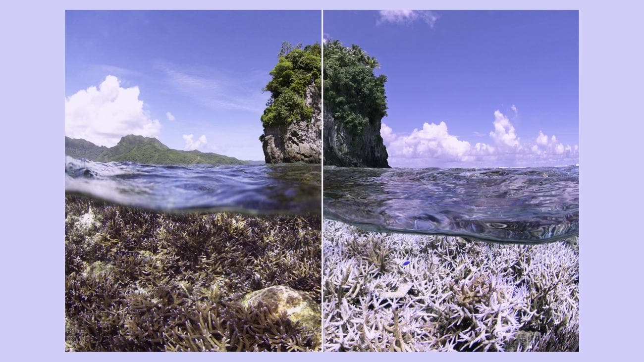 A before and after shot of coral bleaching.