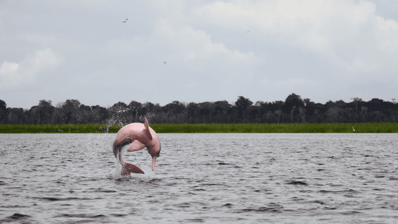 A pink river dolphin, or boto, displaying aerial behavior in the Mamirauá Sustainable Development Reserve.