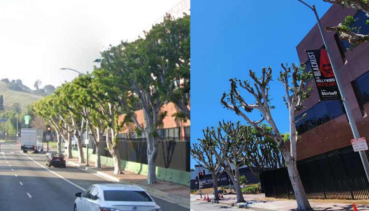 Γιατί το Διαδίκτυο αγαπά τόσο πολύ τον νόμο των δέντρων;
