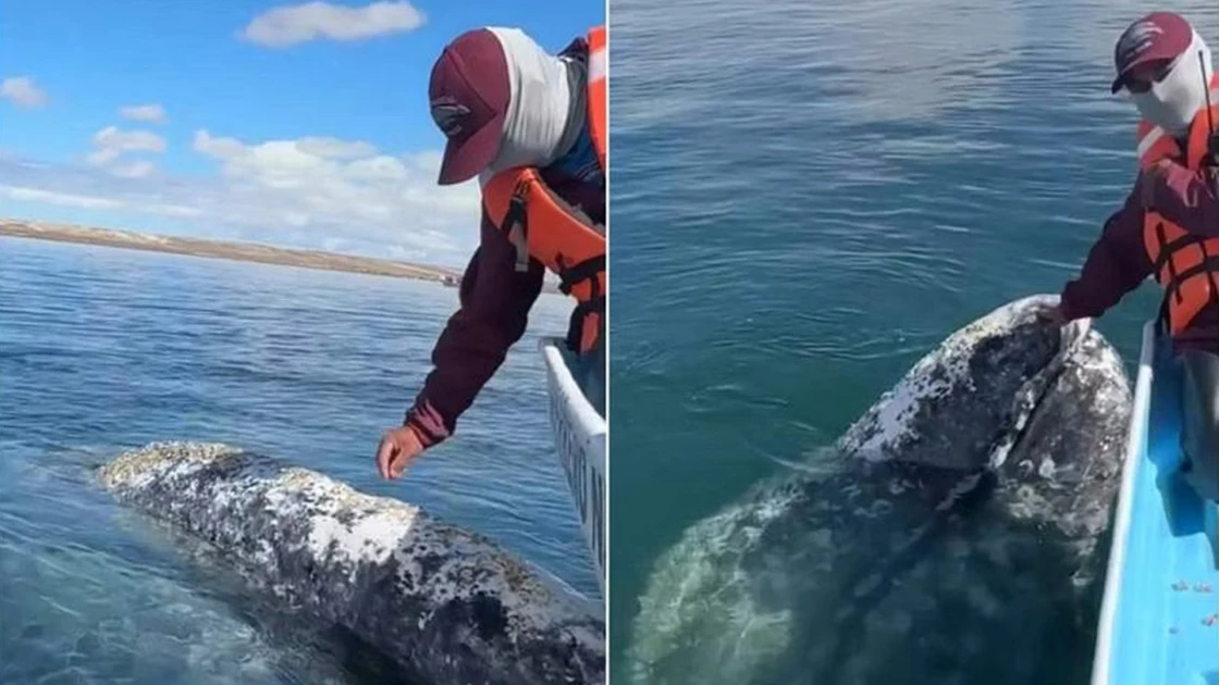 Γκρίζα φάλαινα πλησιάζει σκάφος για να ζητήσει βοήθεια (ΒΙΝΤΕΟ)