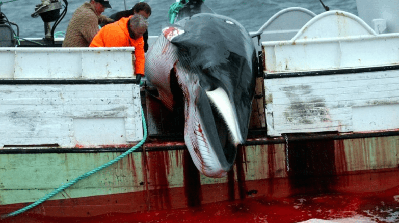 Η Ισλανδία «παγώνει» το κυνήγι φαλαινών – Ελπίδες ότι θα καταργηθεί