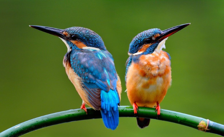 Και τα πουλιά «χωρίζουν» λόγω απιστίας ή «σχέσεων εξ αποστάσεως»