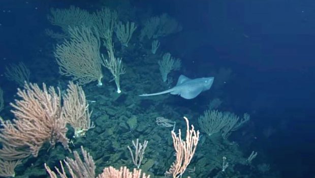 Μαιευτήριο της αβύσσου: Πώς βρέθηκαν τόσες χιλιάδες αβγά στην κορυφή αυτού του υποβρύχιου ηφαιστείου;