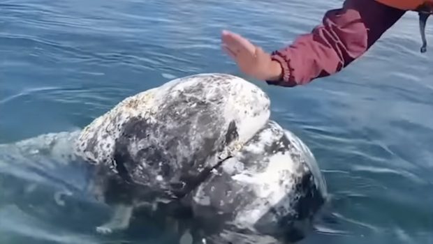 Μεξικό: Φάλαινα ζήτησε βοήθεια από ανθρώπους για να τις αφαιρέσουν παράσιτα