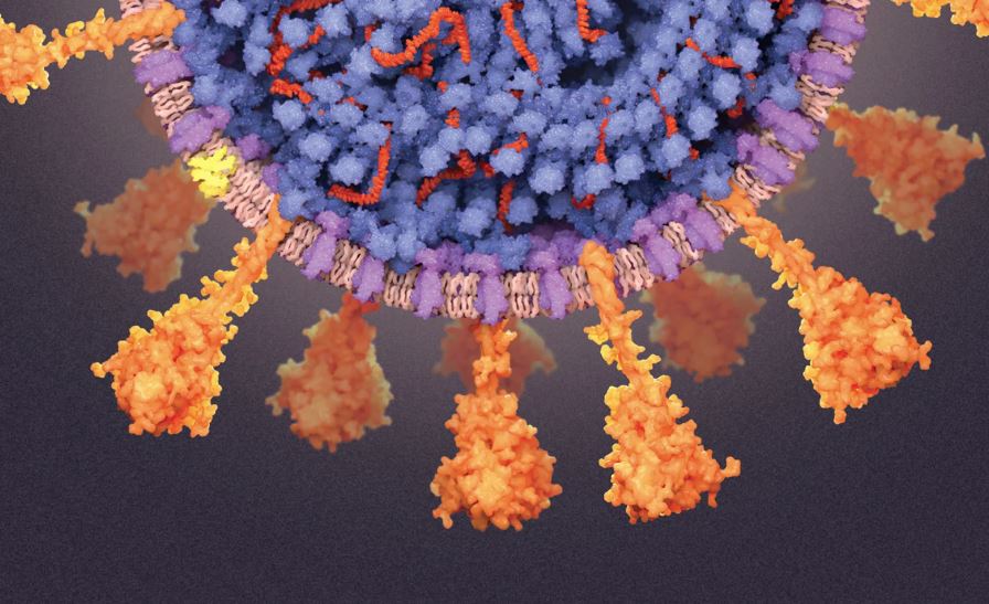 Νέα εξήγηση για τους λίγους τυχερούς που δεν αρρώστησαν ποτέ