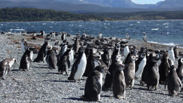 Σχεδόν 2.000 πιγκουίνοι βρέθηκαν νεκροί μέσα σε 10 ημέρες στην Ουρουγουάη