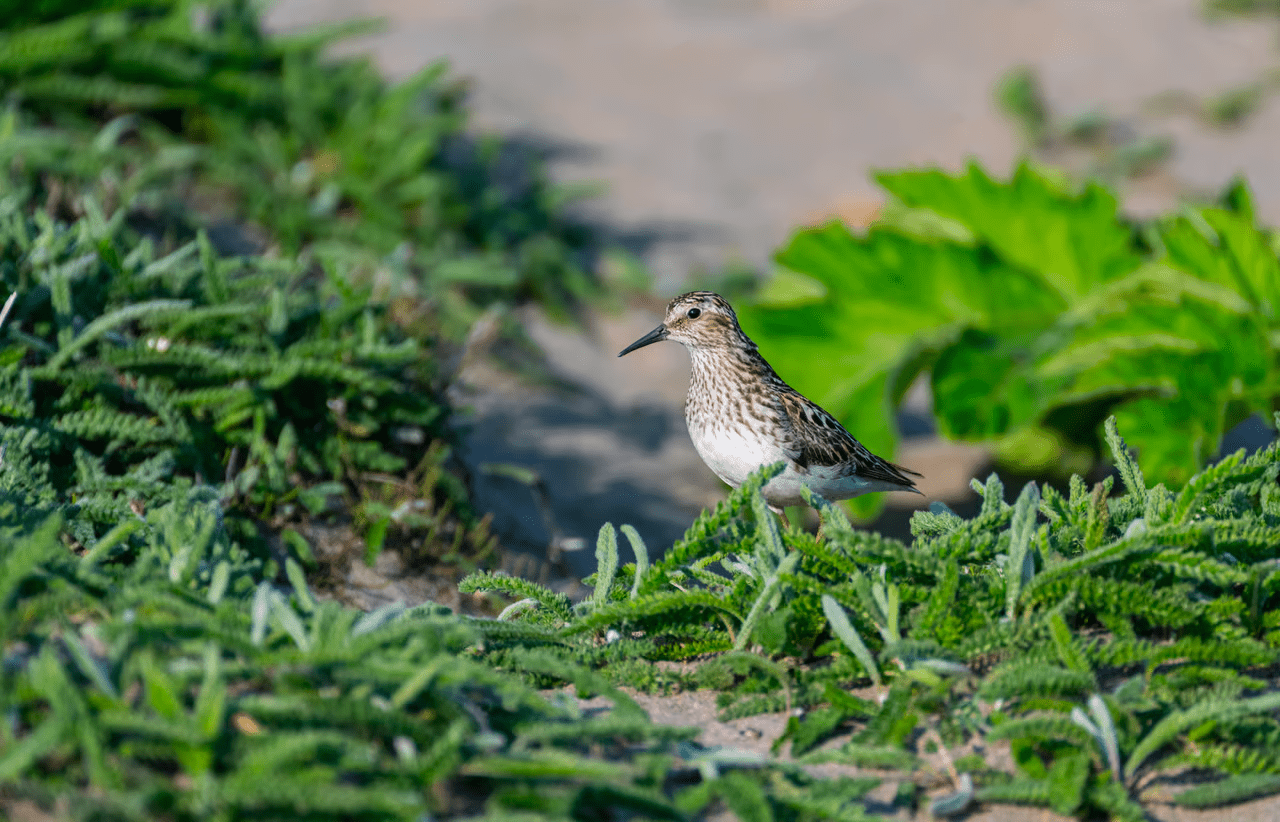 , Feral cows took over a remote Alaskan island, TechWar.gr