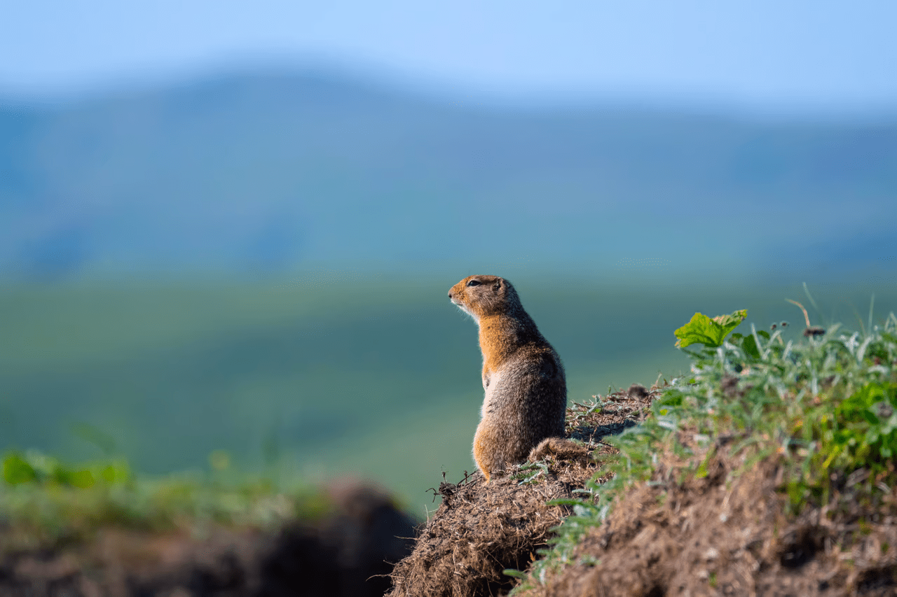 , Feral cows took over a remote Alaskan island, TechWar.gr
