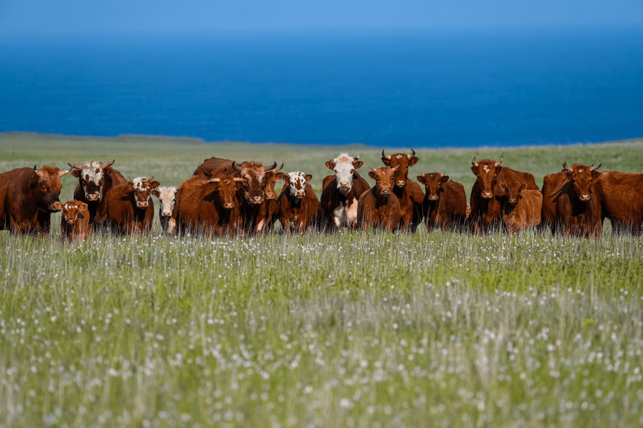 , Feral cows took over a remote Alaskan island, TechWar.gr