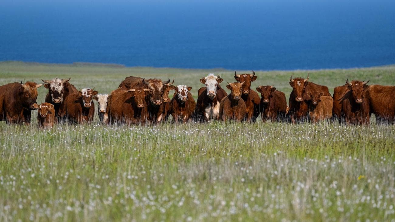 Feral cows took over a remote Alaskan island