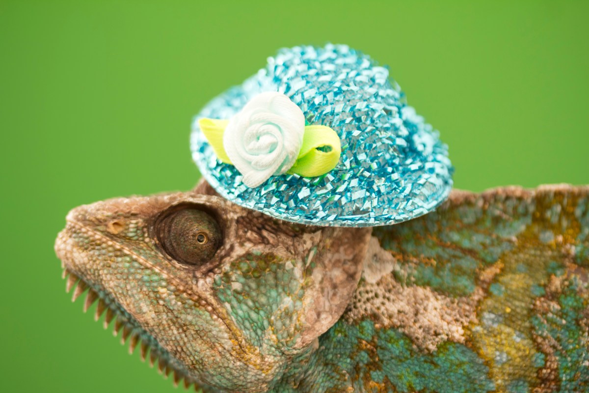 Oracle, SUSE και CIQ εγκαινιάζουν το Open Enterprise Linux Association εν μέσω διαμάχης για το Red Hat
