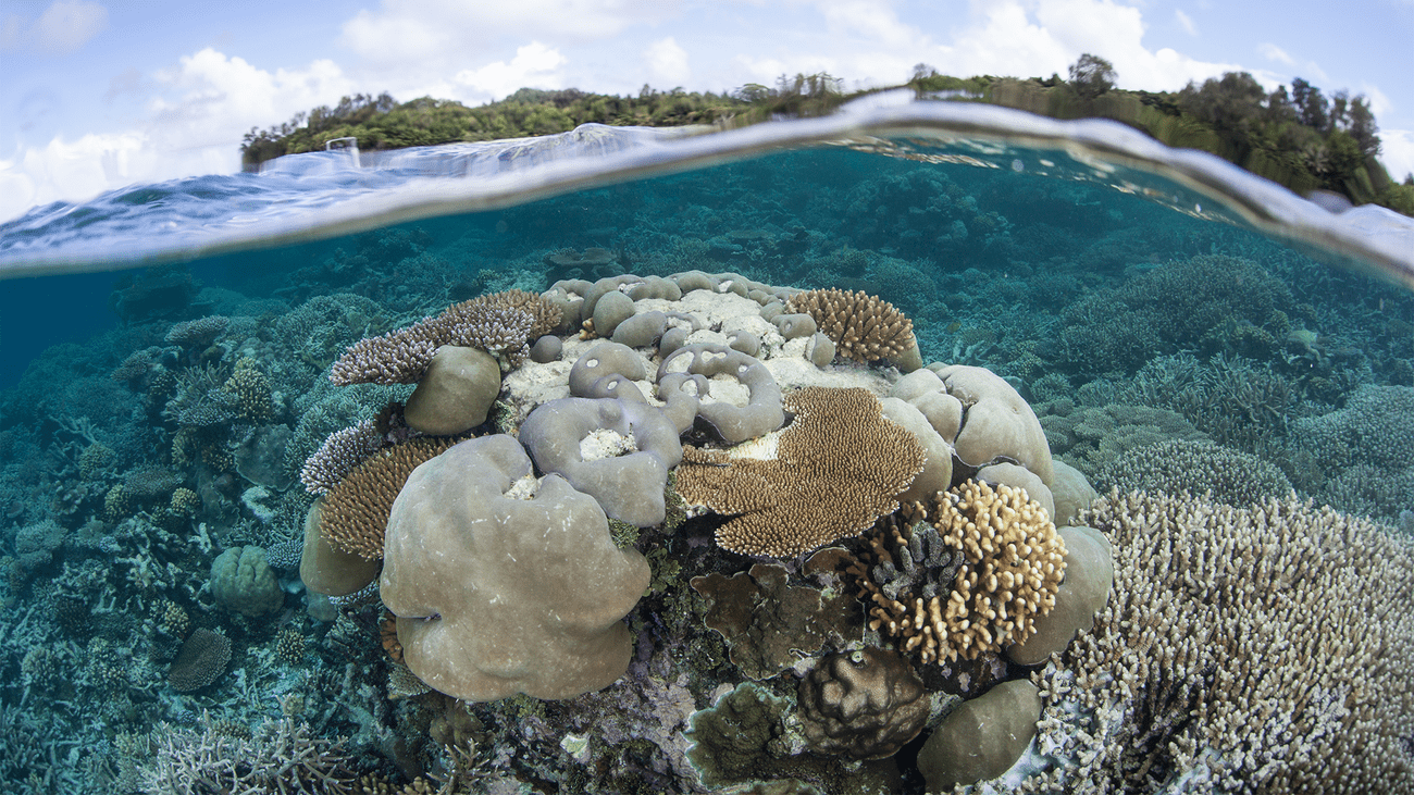 A coral reef just off of an island in Palau. Coral reefs in Palau provide critical habitats for a number of species and provide a storm barrier.