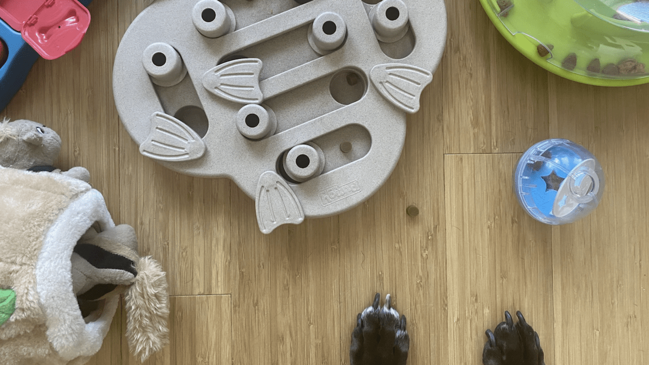 , Επιλογές για την Εθνική Ημέρα Σκύλων: 11 από τα αγαπημένα μας προϊόντα για τα πουγκάκια μας, TechWar.gr