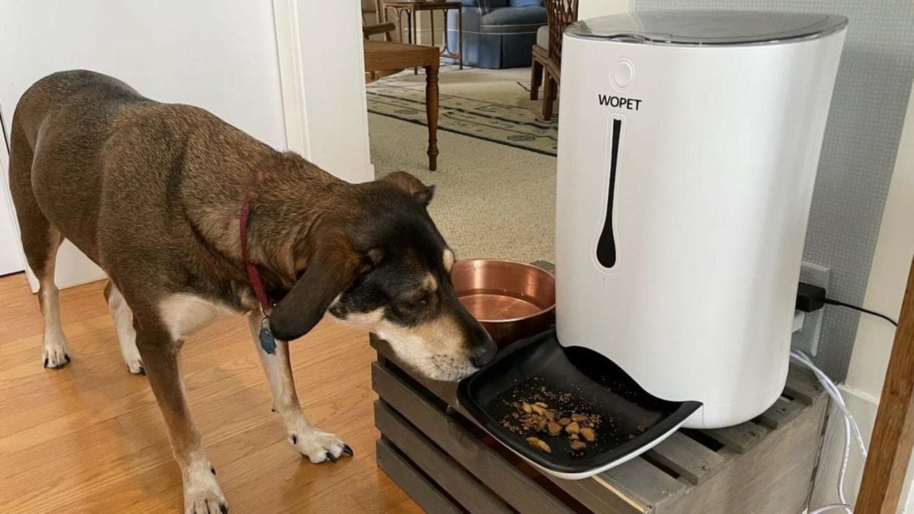 , Επιλογές για την Εθνική Ημέρα Σκύλων: 11 από τα αγαπημένα μας προϊόντα για τα πουγκάκια μας, TechWar.gr