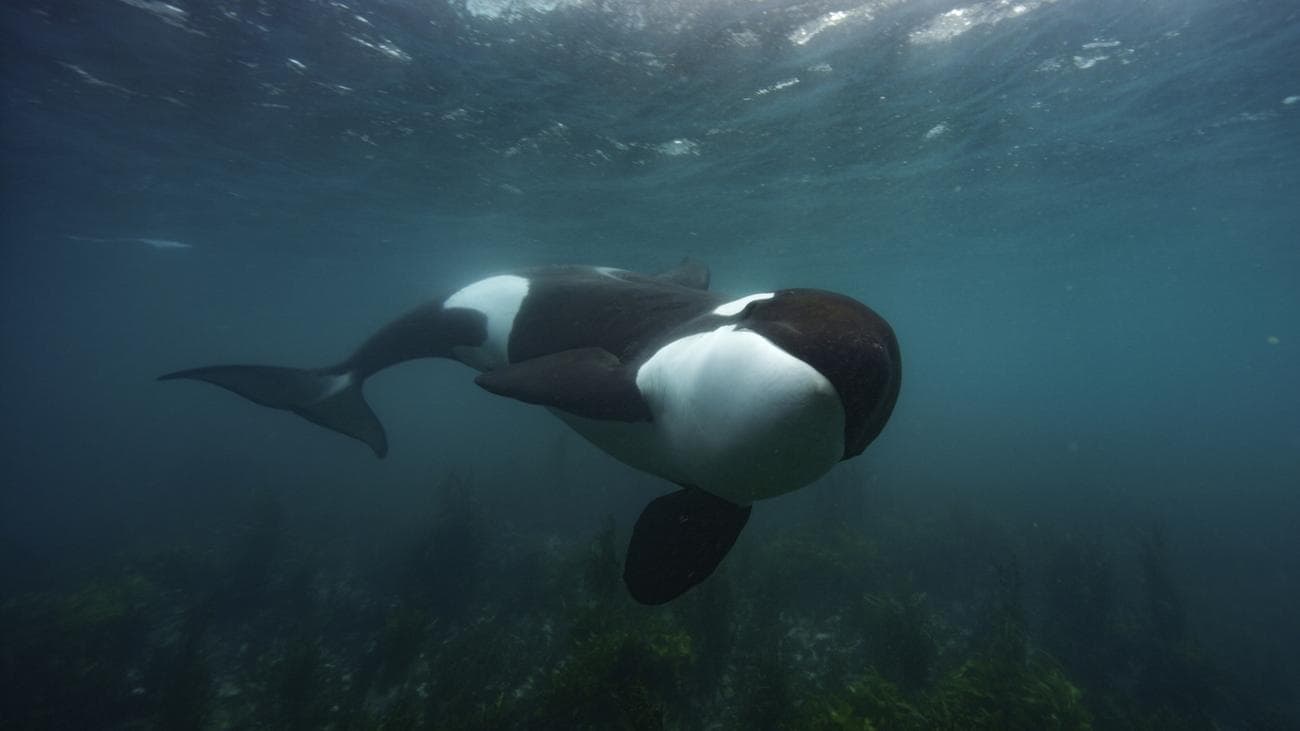An orca using a unique hunting technique: taking stingrays off the bottom of the seabed