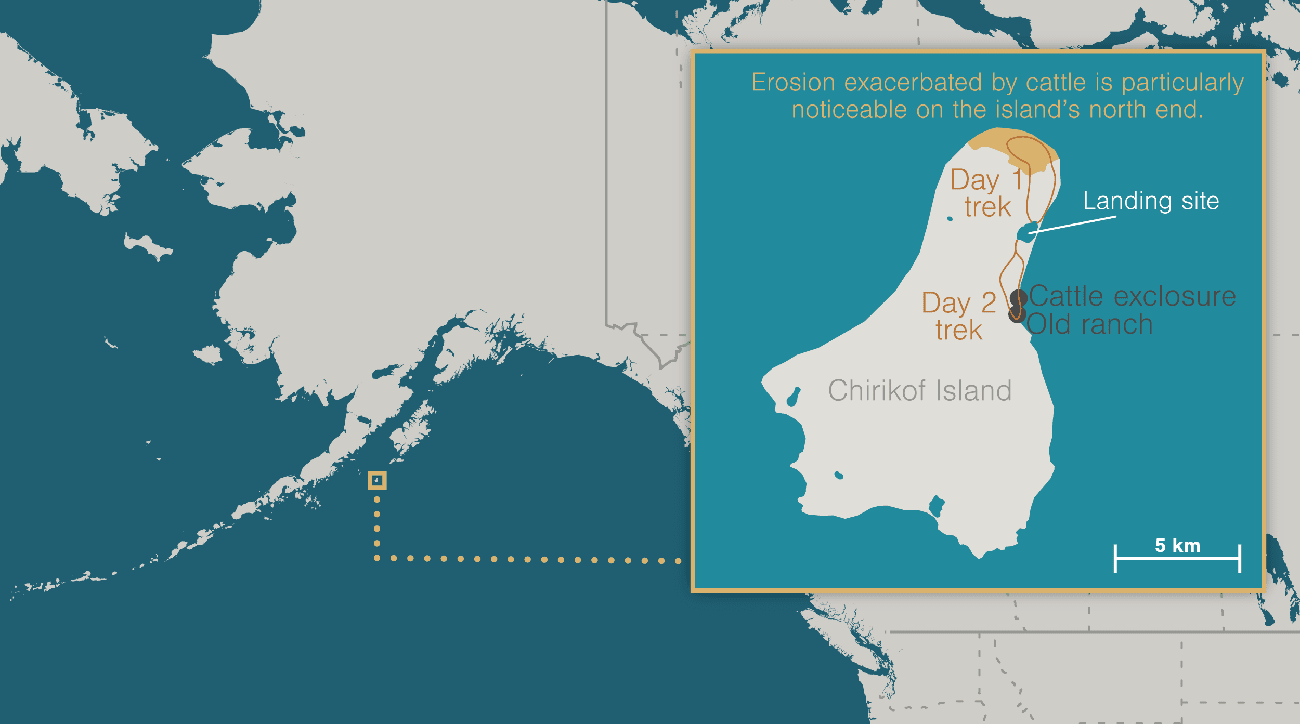 , Feral cows took over a remote Alaskan island, TechWar.gr