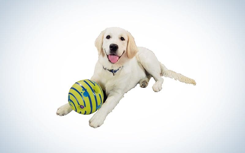 dog posing with the wobble wag giggle ball.