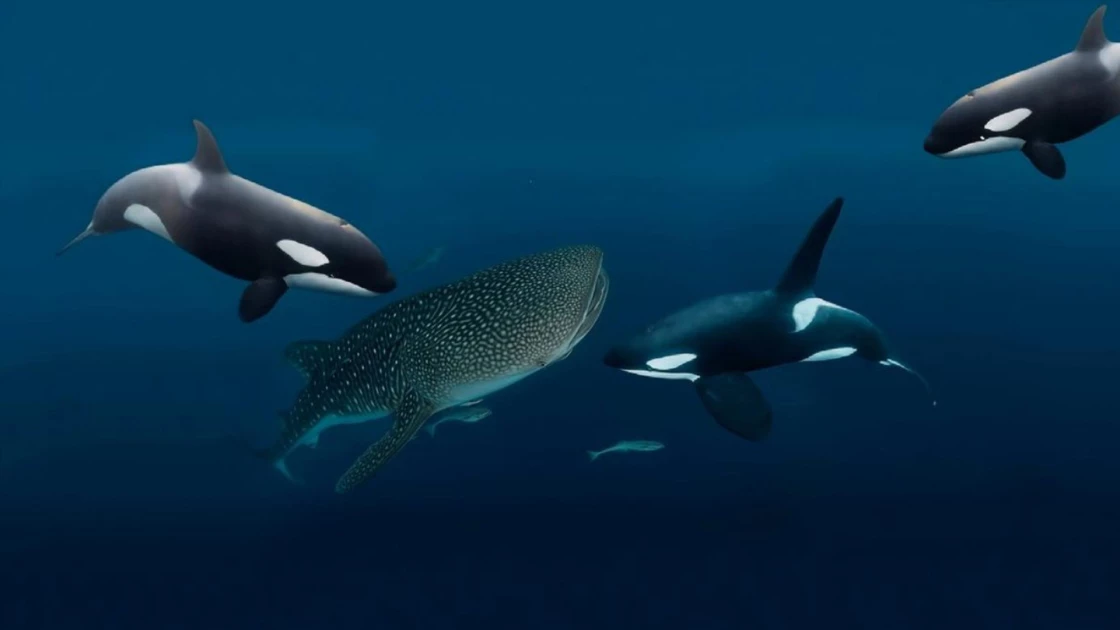 Όρκα ξεσκίζει το συκώτι ενός φαλαινοκαρχαρία (ΒΙΝΤΕΟ)