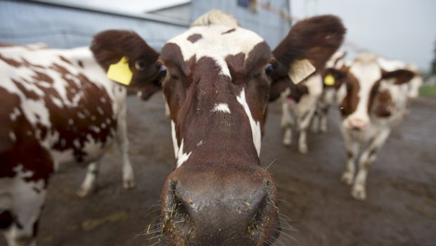 Αγελάδες που ρεύονται λιγότερο μεθάνιο στη μάχη για το κλίμα
