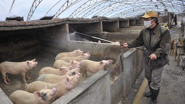 Γρίπη των χοίρων: Ο πανδημικός ιός κρύβεται ακόμα στα χοιροτροφεία