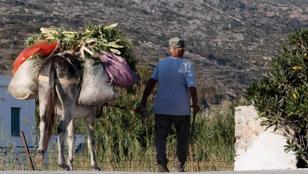 ΕΕ: Μέτρα για την προστασία αλόγων και γαϊδουριών μετά τα περιστατικά κακοποίησης