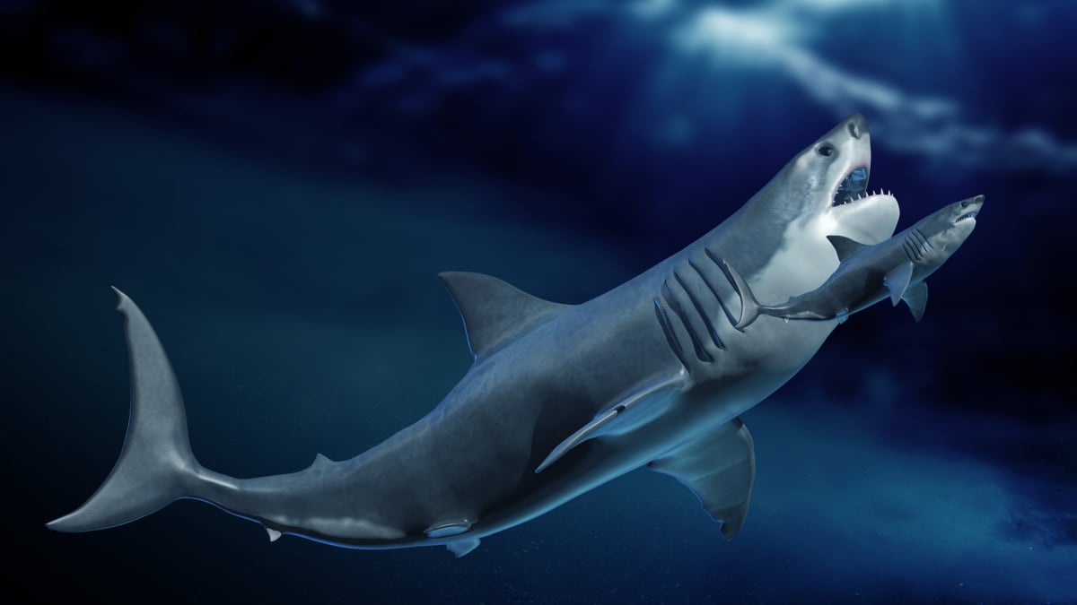 Η εξαφάνιση του Megalodon έχει μια νέα ένδειξη που αφορά μεγάλους λευκούς καρχαρίες.
