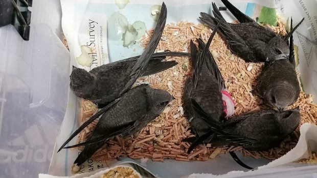 Θεσσαλονίκη: Εκατοντάδες νεοσσοί πέφτουν από τις φωλιές λόγω της ζέστης