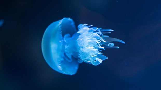 Ισπανία: Τρόμος από γιγάντιες και δηλητηριώδεις μέδουσες