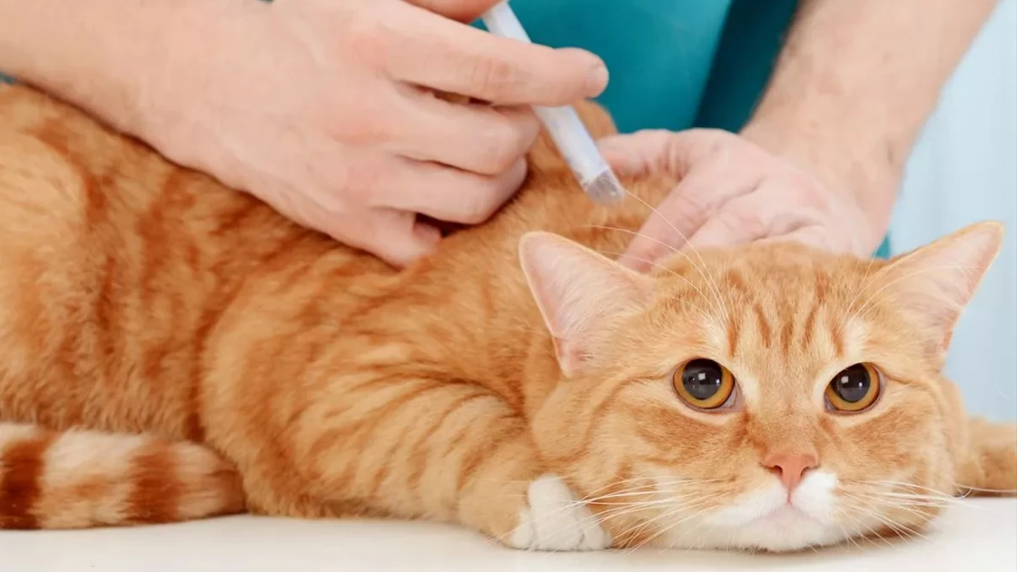 Κύπρος: Γάτες θα λάβουν χάπια COVID για ανθρώπους