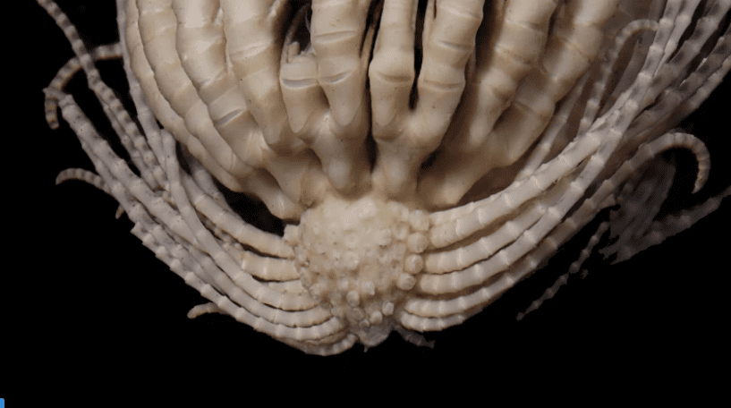 Νέο πλάσμα ανακαλύφθηκε στην Ανταρκτική