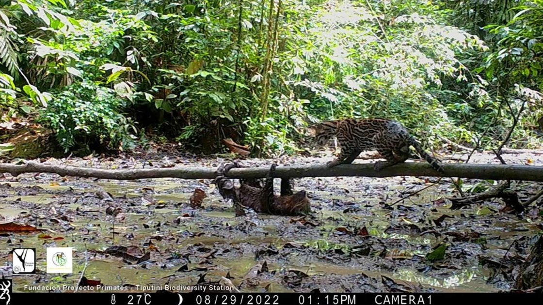 Σπάνια πλάνα: Ένας βραδύποδας κερδίζει τη μάχη απέναντι σε ένα αιλουροειδές