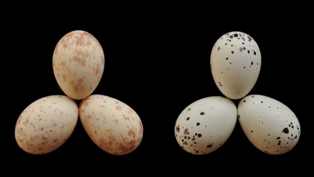 Τίνος είναι βρε γυναίκα τα αβγά - Όταν ο κούκος βρίσκει τον δάσκαλό του