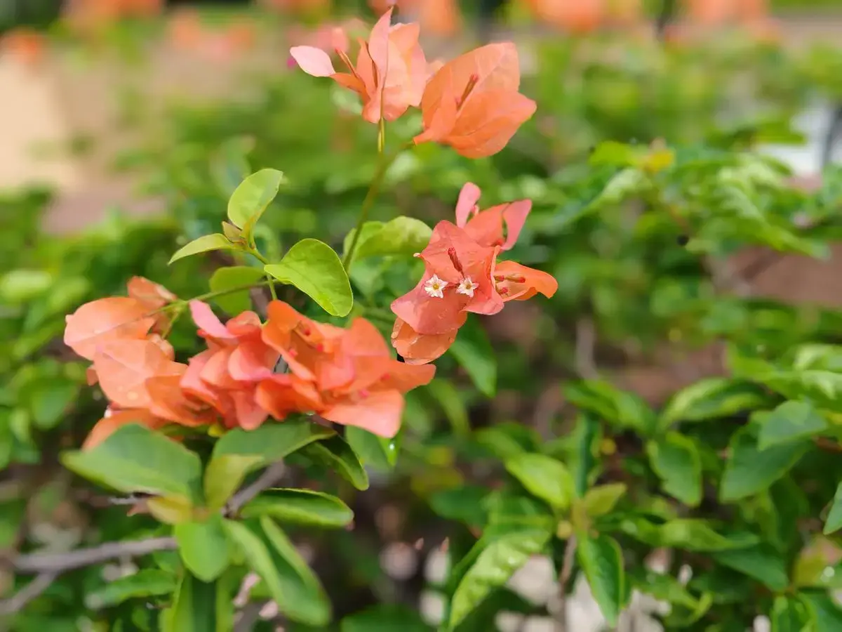 , Review Honor 90: Σπάει τα Όρια – Μεγάλη Έκπληξη, TechWar.gr