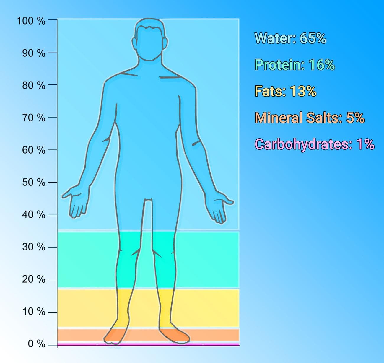 Κατανομή της σύνθεσης του ανθρώπινου σώματος