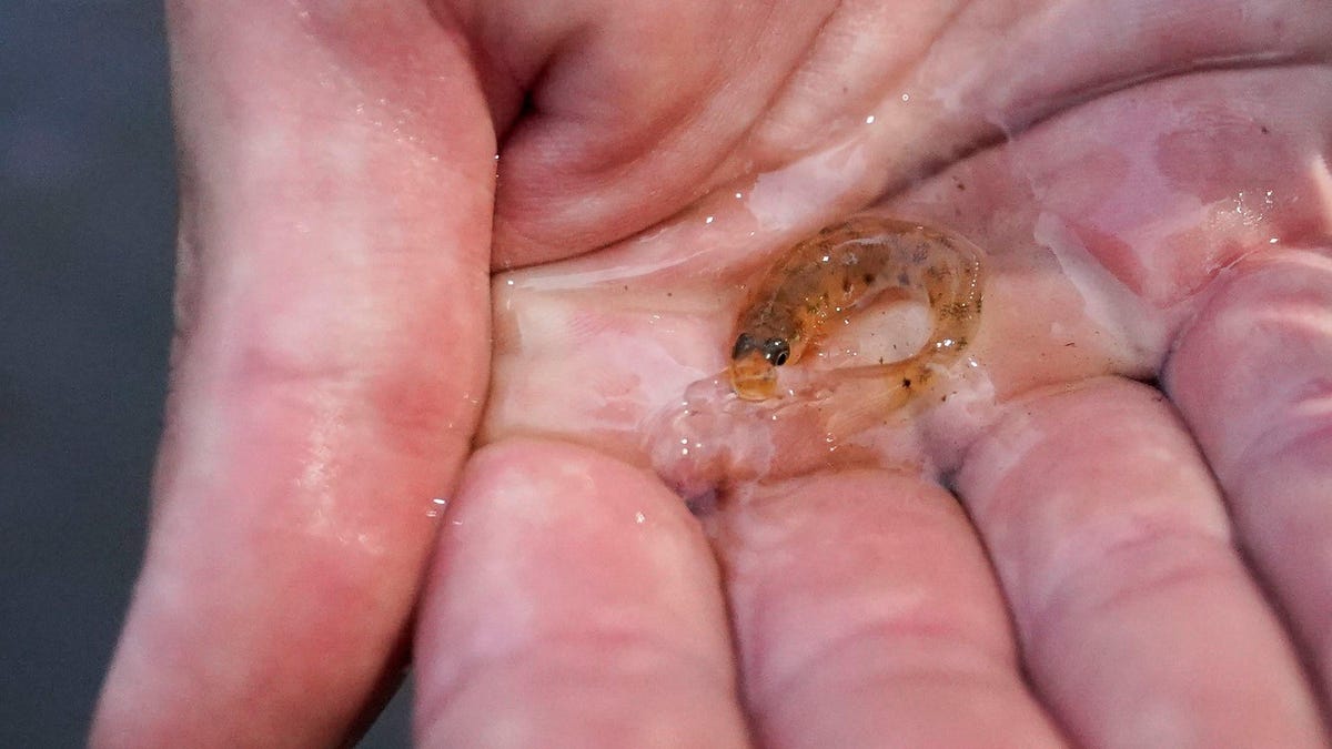 Ένα μικροσκοπικό ψάρι επιστρέφει στο έδαφος του μετά από 50 χρόνια
