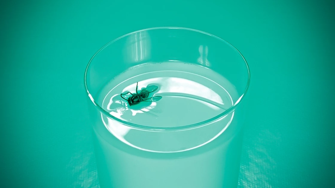 Έπεσε μύγα στο ποτήρι σας; Η επιστημονική απάντηση για το αν πειράζει να πιείτε ξανά