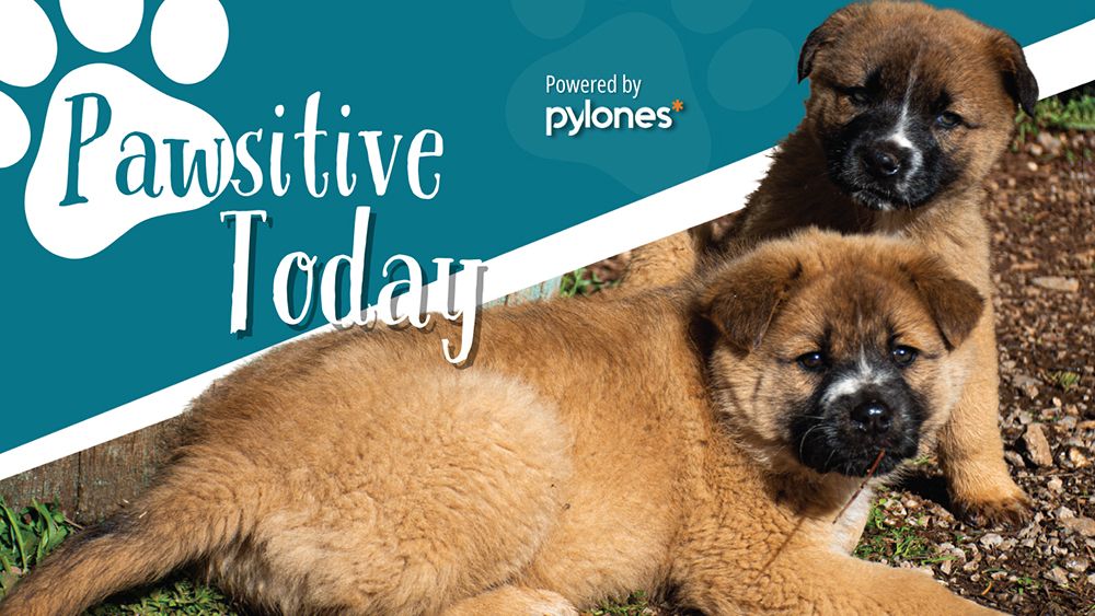 Διαμορφώνοντας ένα Pawsitive Tοday από την Pylones Hellas — InfoCom