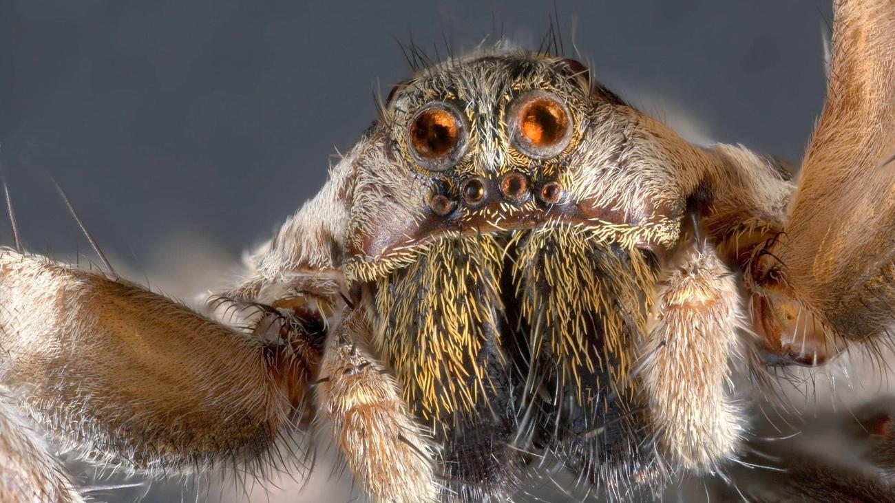 They turned a spider into what?! 