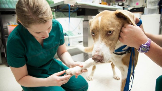 Κατοικίδια: Η καχυποψία απέναντι στα εμβόλια απειλεί ζώα και ιδιοκτήτες