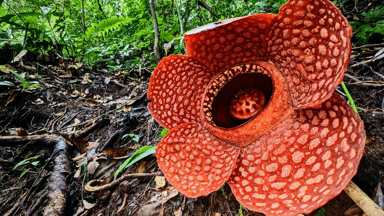 Rafflesia kemumu in the rainforest of Sumatra.