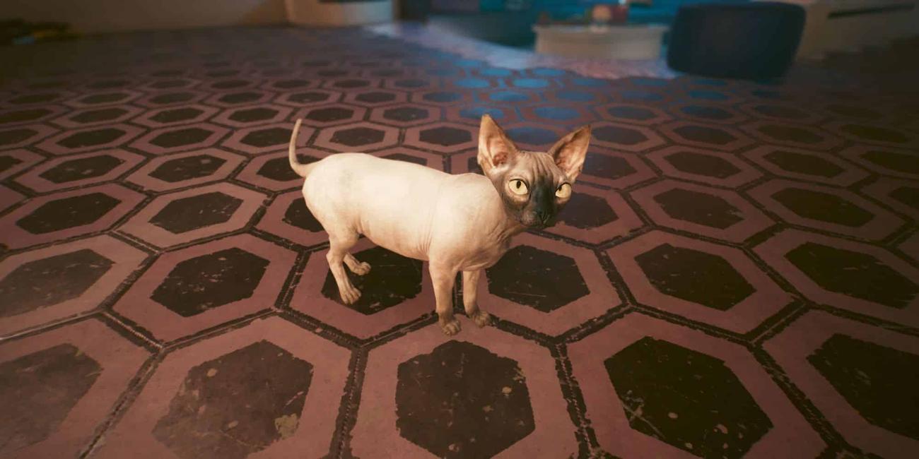 Πού να βρείτε τη γάτα για κατοικίδιο