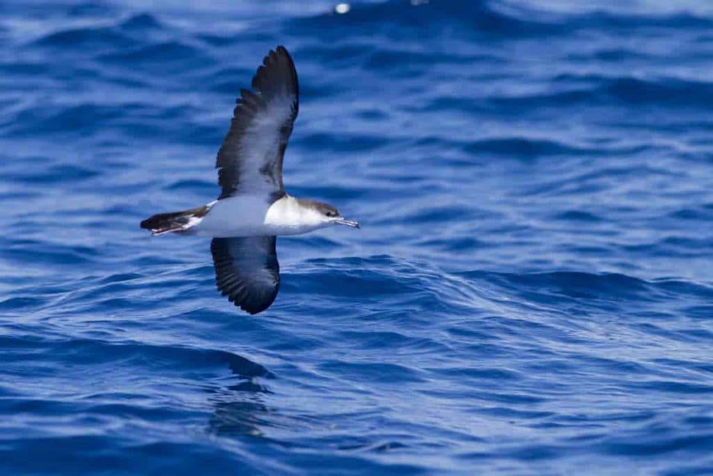 Ο Ανδρουλάκης, ο Λιανός και ο Σκρέκας, το βραχυκύκλωμα των 900 εκ., και γιατί τρίβει τα χέρια της η Cenergy