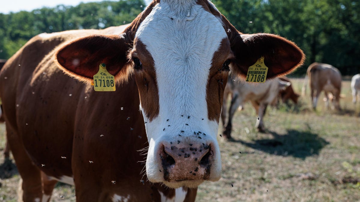 Γιατί δεν μπορούμε να εγκαταλείψουμε τις αγελάδες;
