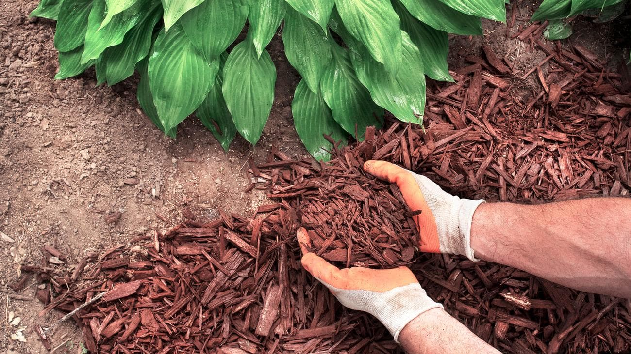 9 χειμερινές δουλειές στον κήπο για να ετοιμάσετε την αυλή σας για την άνοιξη, 9 χειμερινές δουλειές στον κήπο για να ετοιμάσετε την αυλή σας για την άνοιξη, TechWar.gr