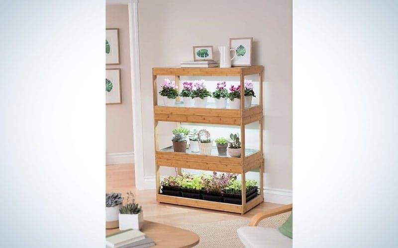 Τα καλύτερα φυτά του 2024, Τα καλύτερα φυτά του 2024, TechWar.GR