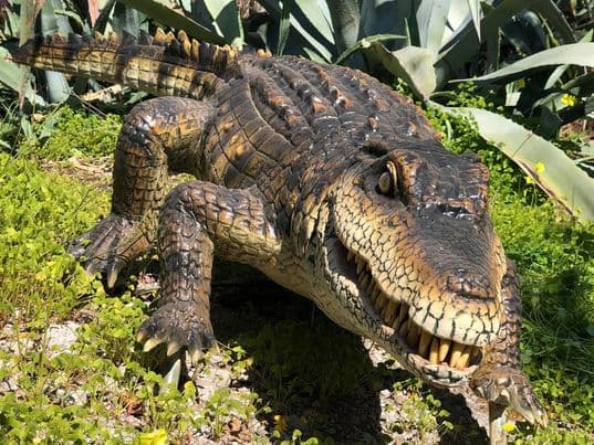 Ο κανιβαλισμός στο ζωικό βασίλειο: Η λίστα με 12 ζώα «κανίβαλους», Ο κανιβαλισμός στο ζωικό βασίλειο: Η λίστα με 12 ζώα «κανίβαλους», TechWar.gr