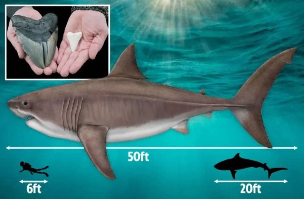 Ανακαλύφθηκε στον πυθμένα του ωκεανού το πρώτο καλοδιατηρημένο δόντι καρχαρία μεγαλόδοντα / FOXreport.gr, Ανακαλύφθηκε στον πυθμένα του ωκεανού το πρώτο καλοδιατηρημένο δόντι καρχαρία μεγαλόδοντα, TechWar.gr