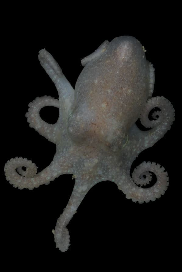 Το DNA του χταποδιού ρίχνει φως σε ένα μακροχρόνιο γεωλογικό μυστήριο / FOXreport.gr, Το DNA του χταποδιού ρίχνει φως σε ένα μακροχρόνιο γεωλογικό μυστήριο, TechWar.gr