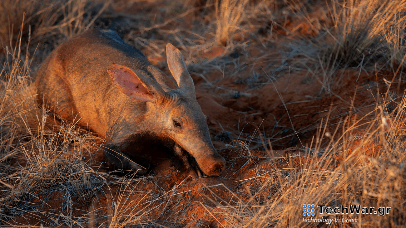 An aardvark with a long nose sits in grass.